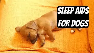 Best Sleeping Pills For Dogs