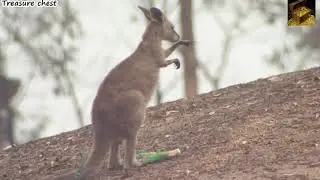 Australia. A woman takes care of a kangaroo injured in forest fires.