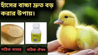 হাঁসের বাচ্চা দ্রুত বড় করার উপায়। হাঁসের বাচ্চা পালন পদ্ধতি।
