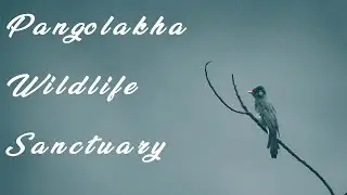 Pangolakha Wildlife Sanctuary | Sikkim | Birding Trip | Birds of Sikkim #birding #birds #wildlife