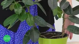 2 класс. Естествознание. 2 урок. Какие функции выполняют части растений?