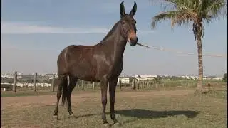 Lote 48 Rena Monalisa