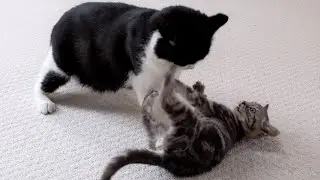 Kitten Vs Adult Cat | 4K