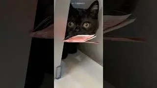 This cat found husband hidden money 🥰😂 #cat #cute #pets #funny #aww #catchy #sadanimalfacts