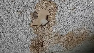 How to patch a popcorn ceiling and get rid of water stain