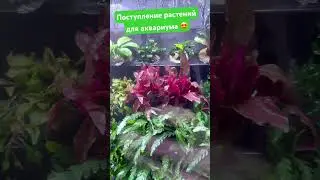 Красивые растения уже в продаже 🔥