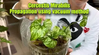 Cercestis Mirabilis Propagation using vacuum method #plants #propagation #mommylolascollection