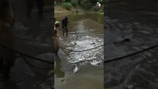 FISH BACK TO HOME🐟🐟🐟🐟 #fishing #tags #viralshort #shortvideo #fish #shorts