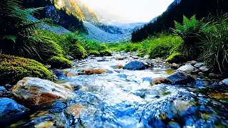 Relaxing Nature Sounds for Sleep, Forest Sounds, Beautiful Birds Singing,Relax, Study, Meditate,#001