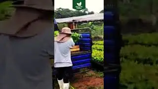 M&Aacute;S DE 20MIL PLANTACIONES DE CACAO