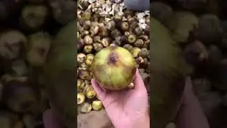 Asian palmyra palm 🌴🌴 Ice Apple | Toddy Palm 🌴 | Sugar Palm