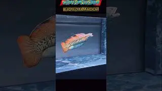 the freshwater predator #fish #aquarium #predator #shorts