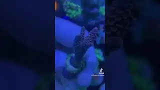 Sps Coral Collection 😍 #spscoral #acropora #hardcoral #allmymoneygoestocoral #coralreeftank #coral
