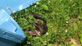 Two West Virginia Black Snakes Caught in a Wrestling Room!
