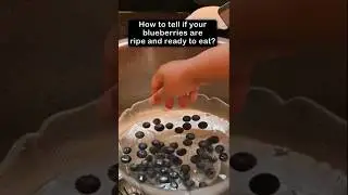 Сладкая или кислая черника: тонущие или плавающие в воде #embershorts #blueberries #kitchenhacks