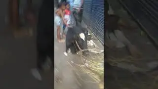 cow7
