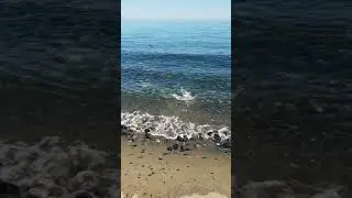 Dorada 2500 gr Surfcasting Malaga.