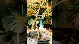 Firebush (Hamelia patens) Makes for an Uncommon Bonsai  #bonsai #bonsaiplant  #bonsaitree