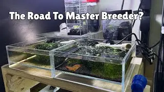 The Road To Master Breeder: Plotting my Revenge and Redemption