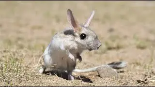 Kangaroo Rat digs its home