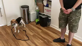 Regis and Bennett Get Ready for a Walk - After