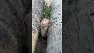 #Amazing Baby Monkey Cute Moments#Funny Monkey Playing, Eating & Exploring#Viral Cute Animal Moments