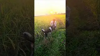 ডগ মামার ইন্টারভিউ #funny #interview #prank #foryou