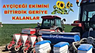 GASPARDO 4 Lü VE GÜNGÖR 5 Lİ İLE AYÇİÇEĞİ EKİMİ(GÜNDÖNDÜ)