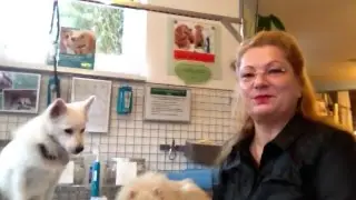 Zahnsteinentfernung ohne Narkose, Emmi Pet