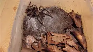 Lyrognathus giannisposatoi (2nd mating)