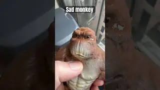 Sad monkey is suffering from separation anxiety. #iphone15