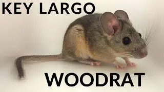 Key Largo Woodrat Case Study - 3/2021