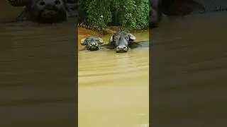 buffalo videos।। bufflo bathing video।। bufflo ka cute videos #shorts #buffalo #bathing