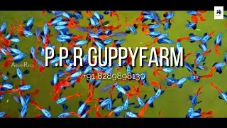 വീണ്ടും പി പി ആർ-ൽ|#PPR_GuppyFarm_Malappuram|Big Collection PlatinumRedDumboEar|#Malappuram_FishFarm