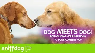 Introducing Your New Dog to Your Current Dog