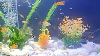 Aquarium Fish Compilation#0154, Beautiful Fish Aquarium