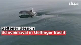 Seltener Besuch: Schweinswal in Geltinger Bucht