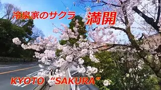 京都市上京区・冷泉家前のサクラ　満開【京都の桜】（2024年3月28日　京都市上京区）　Cherry blossoms in front of the Reizei house