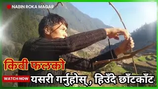 KiWi Fruit Pruning || किवी फलको हिउदे छाँटकाँट यसरी गर्नुहोस् || How to Prune KiWi Vines | NabinRoka