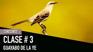 SINSONTE CLASE #3 GUAYABO DE LA YE