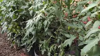 Porque optei pelo Tomate SEMI HIDROPÔNICO?