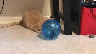 Cat Meets Hamster For First Time