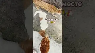 Они уличные или домашние?