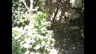 The  Marble Faun Garden on Mothers Day