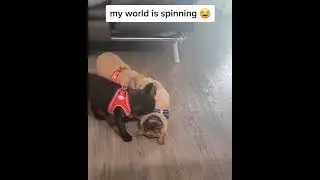 Two dogs are spinning another dog around on the floor!