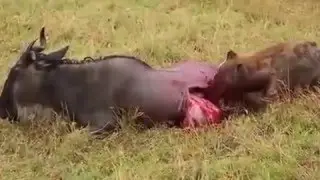 Mad! Hyena eats wildebeest ALIVE. Wildebeest doesn't care.