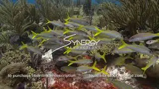 2411 school of yellow goatfish on coral reef