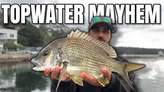 Surface strikes all session | Topwater bream in Port Hacking Sydney!