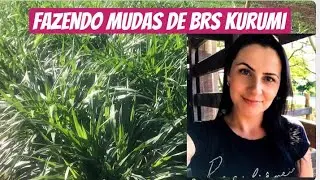 AUMENTANDO MINHA ÁREA DE CAPIM BRS KURUMI