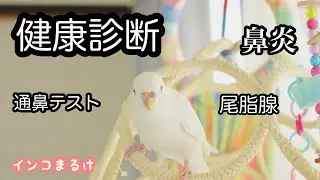 インコを健康診断に連れて行きました　【セキセイインコ 】Budgerigar.